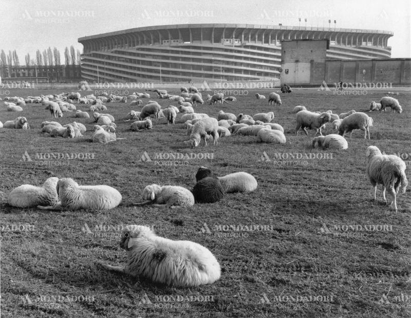 Seep grazing in the grass near San Siro stadium. Milan, 1950s SPECIAL FEE  - CONTACT US FOR NOT EDITORIAL USAGE